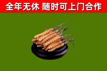 宝山区回收冬虫夏草