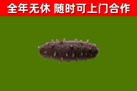 宝山区回收海参干